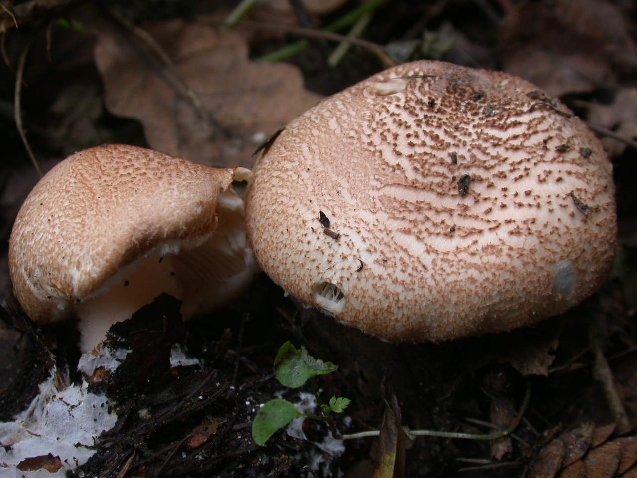 Lepiota cortinarius